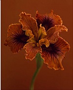 Iris douglasiana 'N. Erickson'