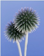 Echinops ritro