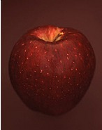 Malus x domestica ‘Red Delicious’
