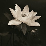 Sacred Lotus VI