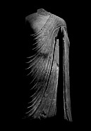 Draped Torso I