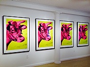 Four Cows, Installation View