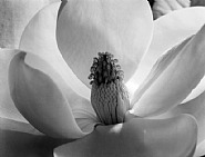 Magnolia Blossom