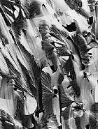 Cracked Plastic, Garrapata