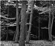 Beech Forest, Netherlands