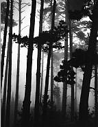 Monterey Pine and Fog