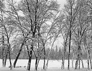 Young Oaks in Snow, Winter, Yosemite