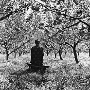 Apple Orchard, China