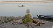 Woman Meditating With Dogs