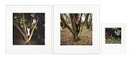 Andy Goldsworthy - Hazel Tree smeared with black earth and white chalk, Bere Mill, Hampshire, 13 April & 13 June 2004 (Photographs)