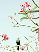 Crow