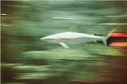 Shark