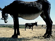 The Third Donkey