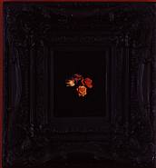 Mat Collishaw - Burning Flowers II (Photographs) h: 58 x w: 48 cm / h: 22.8 x w: 18.9 in