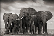 Nick Brandt - Elephant Five, Amboseli