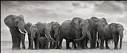 Nick Brandt - Elephant Group on Bare Earth, Amboseli