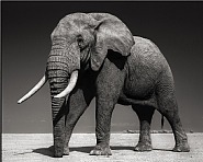 Nick Brandt - Elephant with Half Ear, Amboseli, 2010