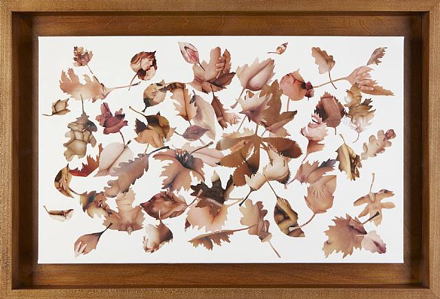  Jonathan Yeo, Leaf Study White 2