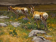 Prarie Garden