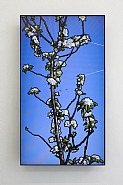 Apple Tree