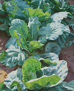 Kohl