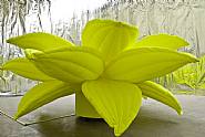 Flower, Flower