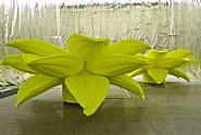 Flower, Flower