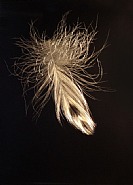 Eiderdown