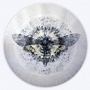 Acherontia Atropos