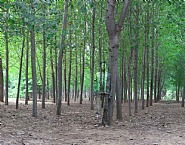 Hiding in the City No. 94 - In the Woods