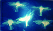 Rising Pigeons