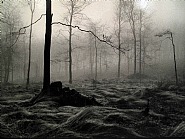 Mañana de niebla, 1996. Serie Paisajes.