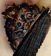 Chevauché de l'échine