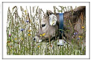 Schweizer Idyll - Isabell