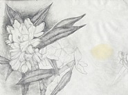 State Flower Series: Washington