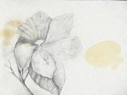 State Flower Series: Hawaii