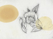 State Flower Series: Georgia