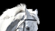 Horse #8248