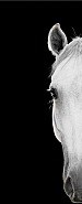 Horse #26
