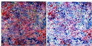 Marc Rembold<br>Macroscop