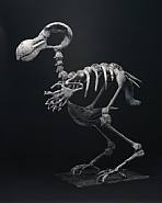 Dodo - Death of the Author