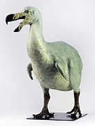 Dodo