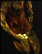 Figure with Flowers