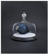 Occulus