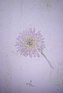 Dahlia, 1