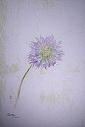 Dahlia, 3