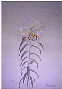 Gold-banded lily/yamayuri