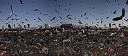 Animal Farm