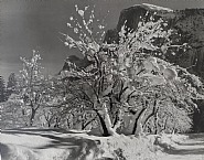 Ansel Adams - Half Dome, Orchards, Winter, Yosemite National Park., 1935