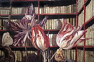 ex libris VII